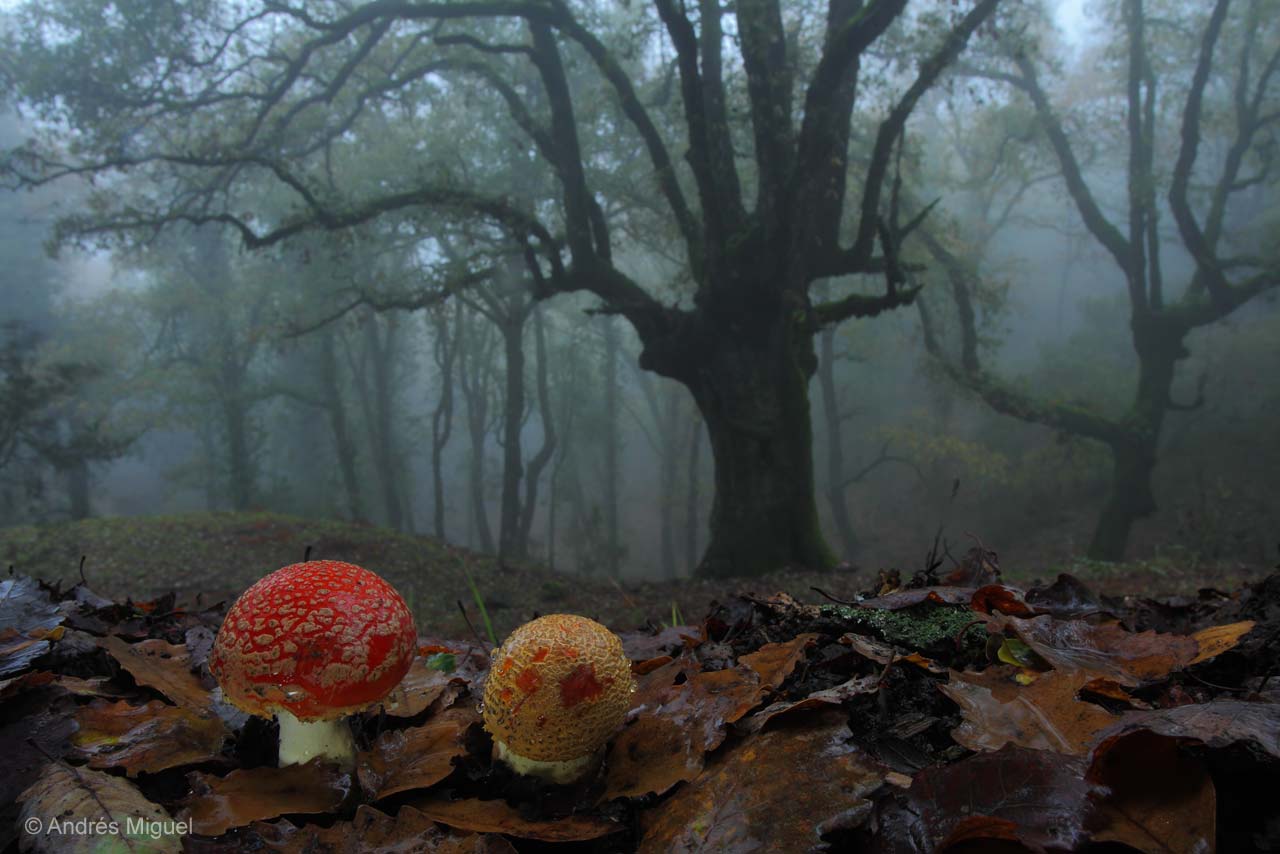 Woodland magic