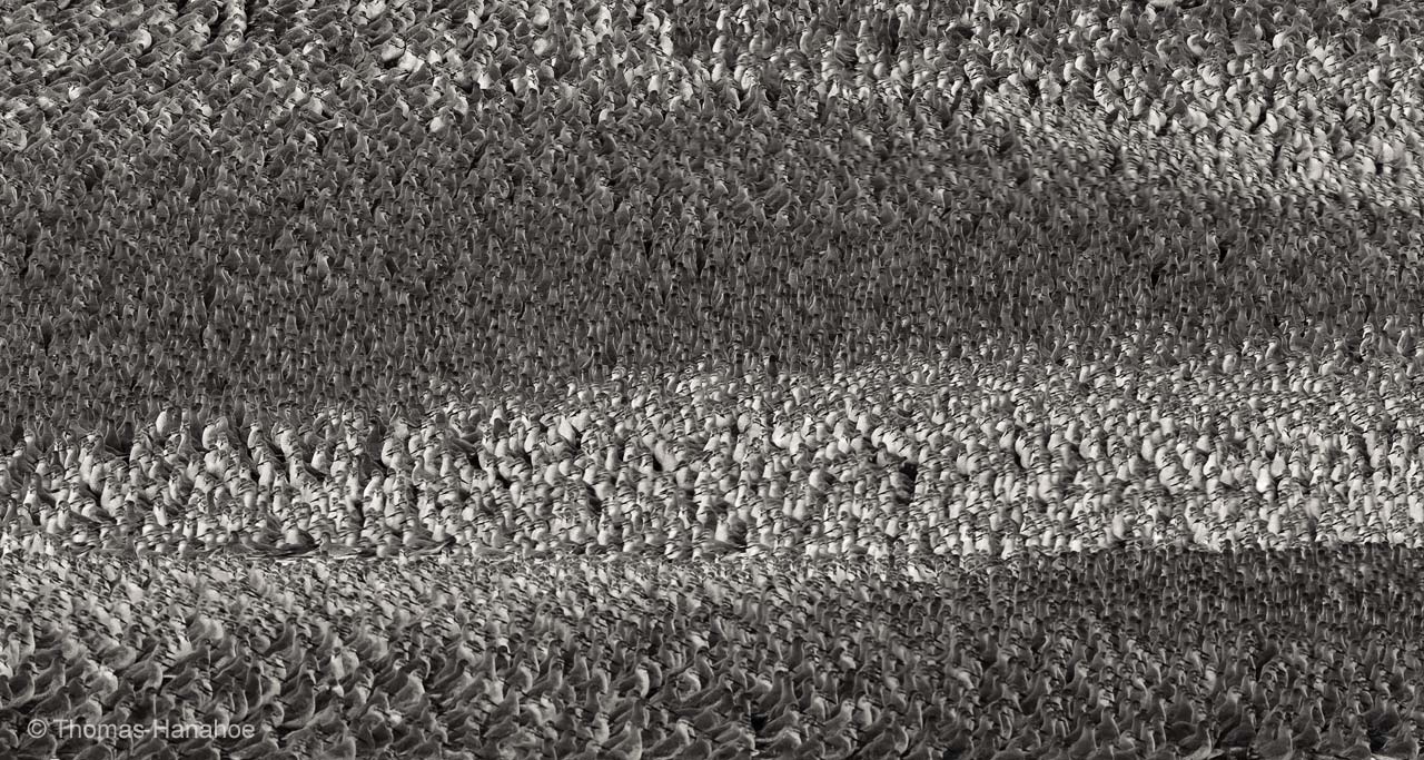A wave of knots