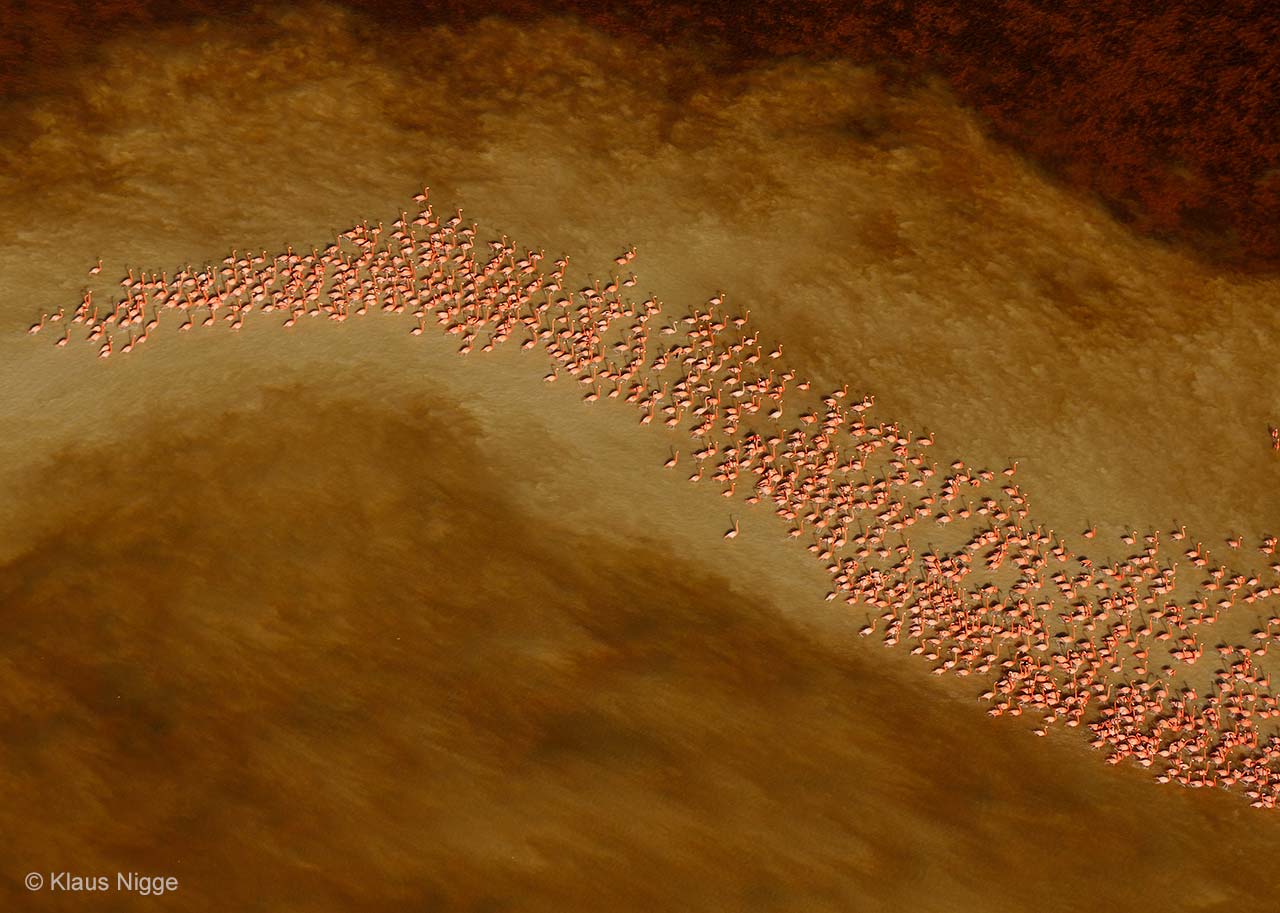 A swirl of flamingos