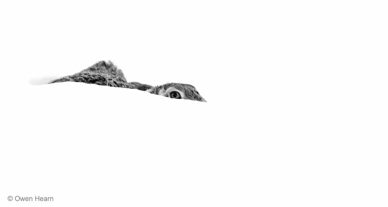 Snow hide