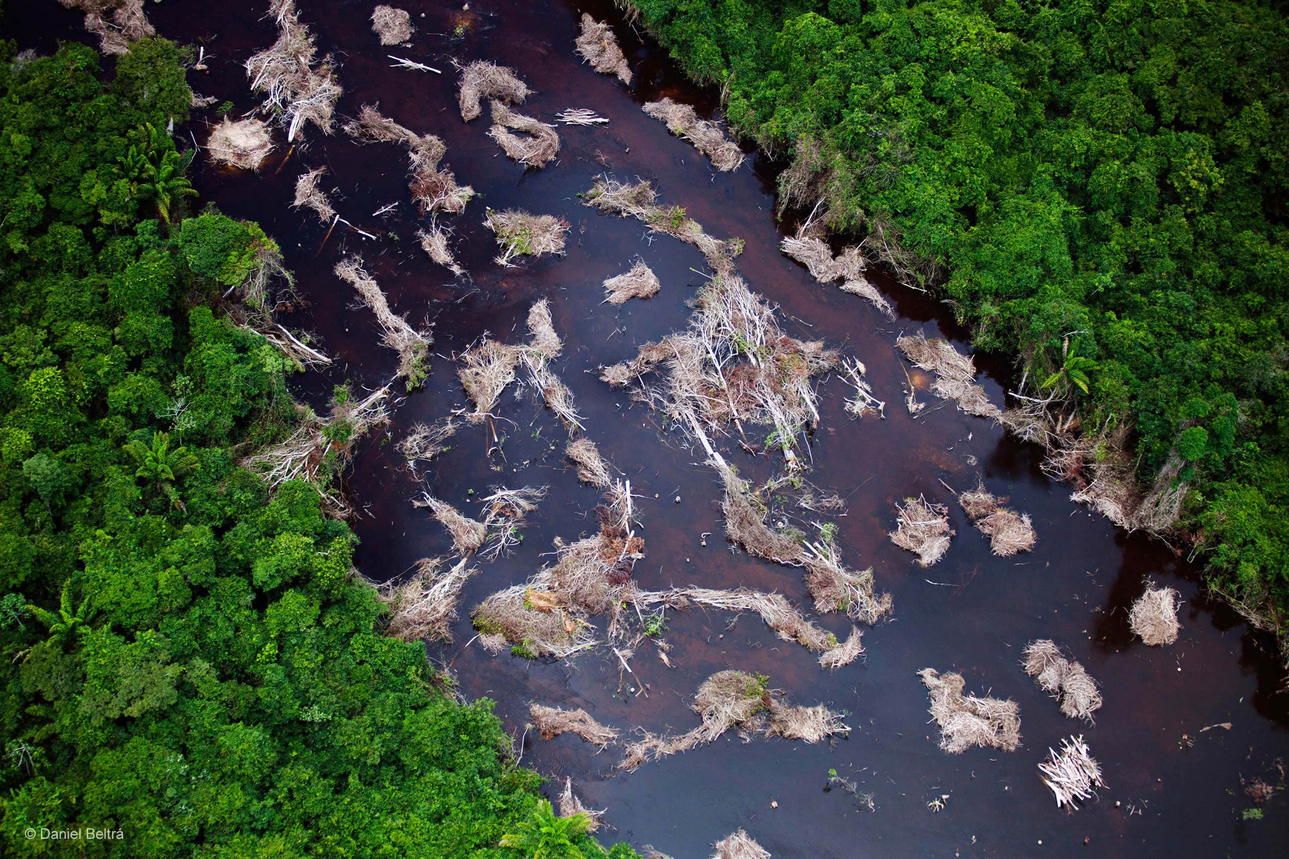 Заметить сверху. Шингу (река). Амазонка река грязная. Воды Амазонии. Загрязнение амазонки.