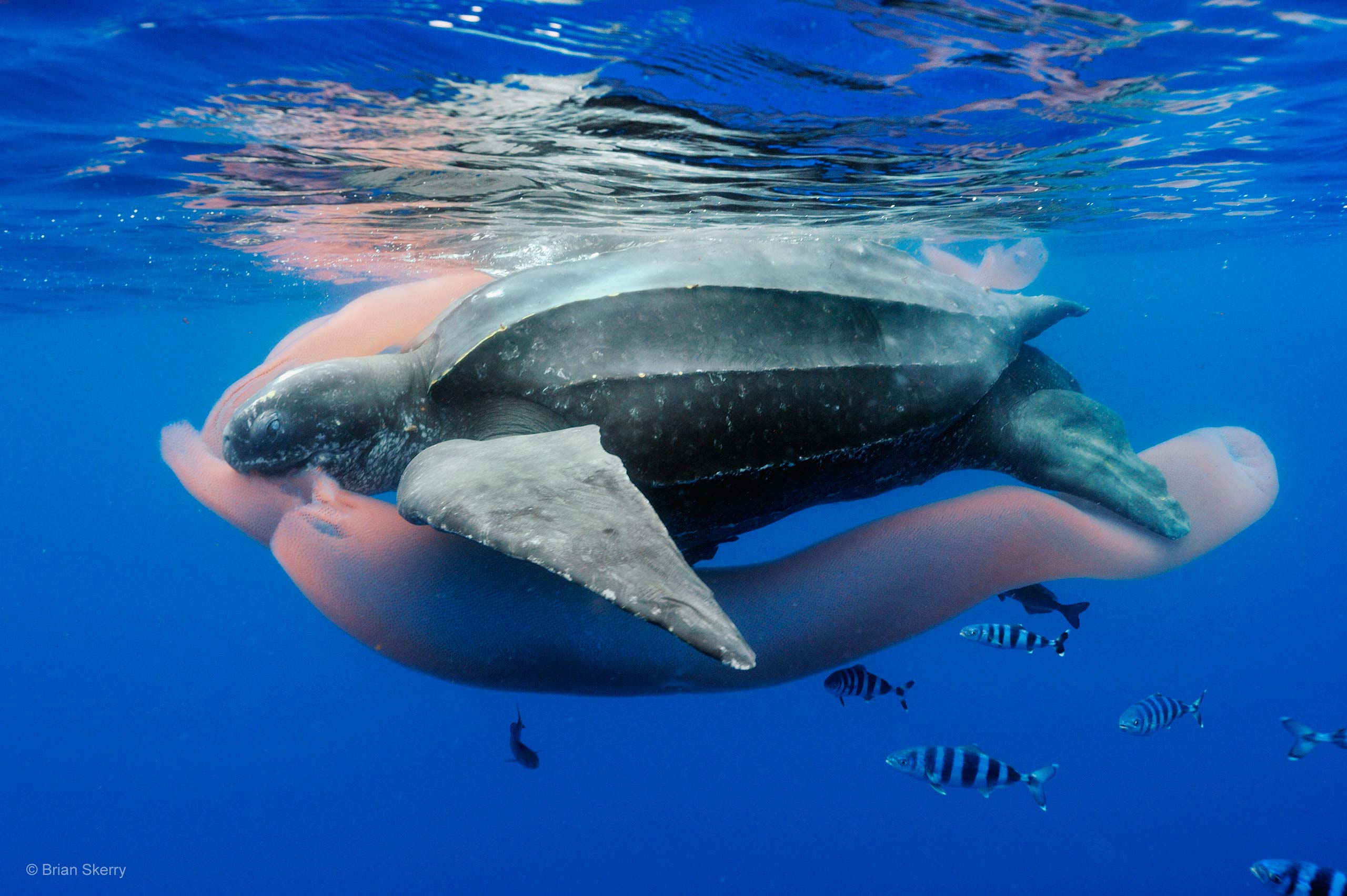 Leatherback Sea Turtles Eating Jellyfish