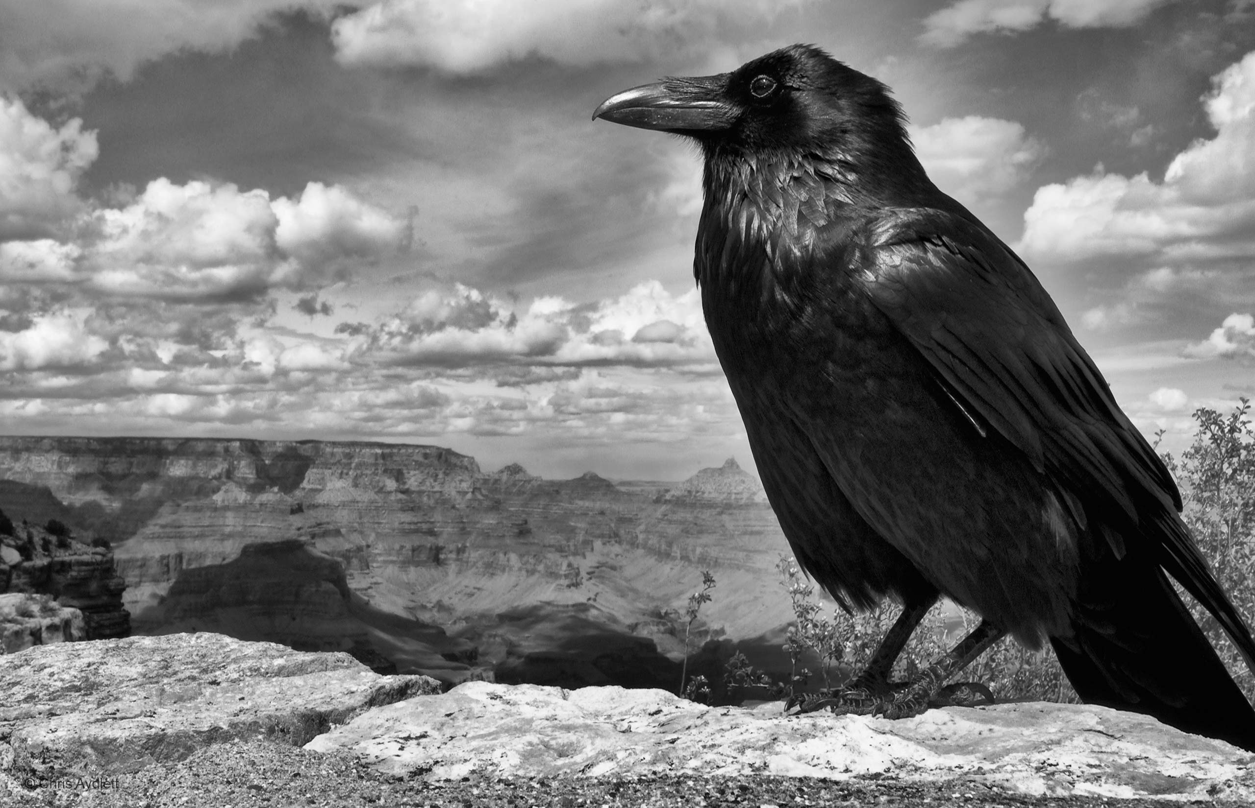 Grand Raven Chris Aydlett Nature In Black And White Wildlife