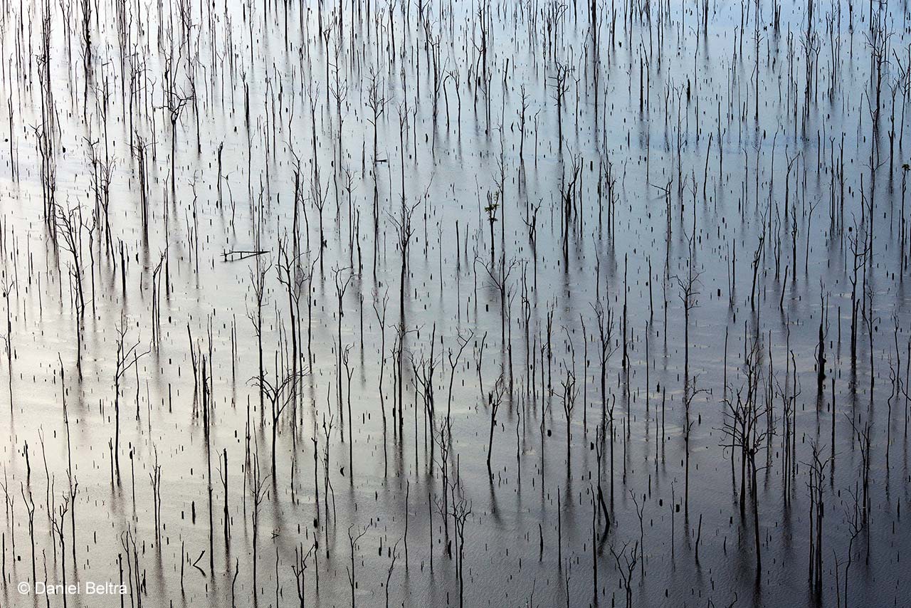 Ghost forest