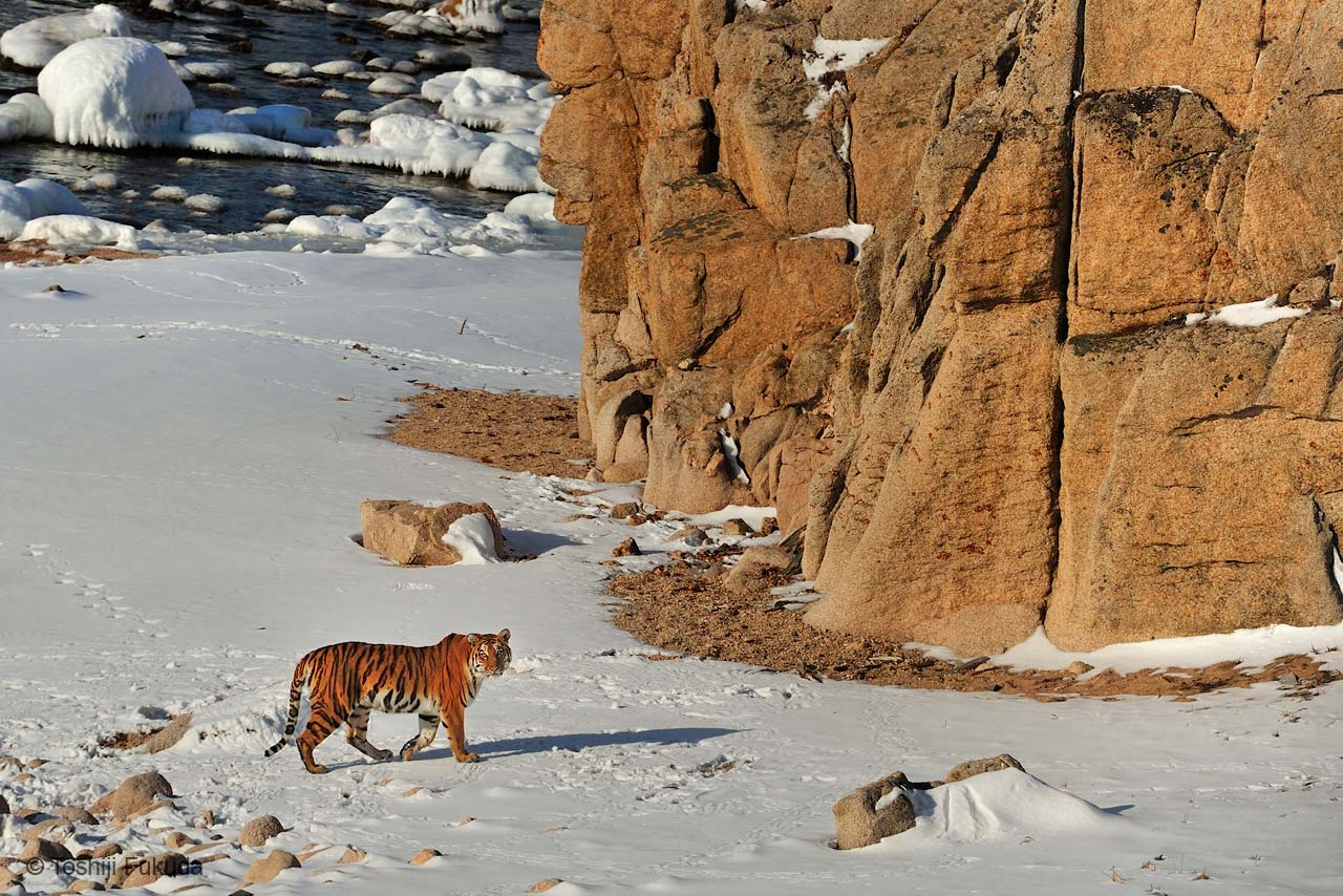Tiger untrapped