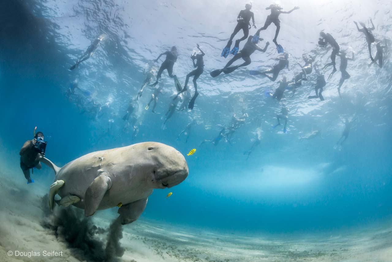 The pull of a dugong
