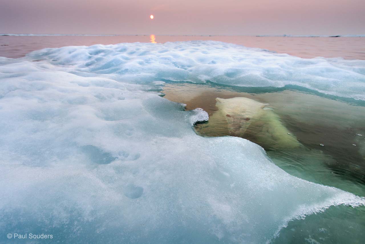 The water bear