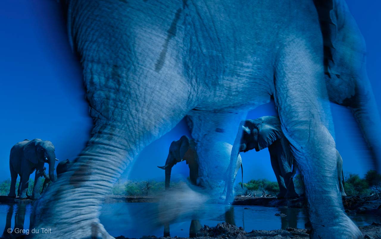 Essence of elephants