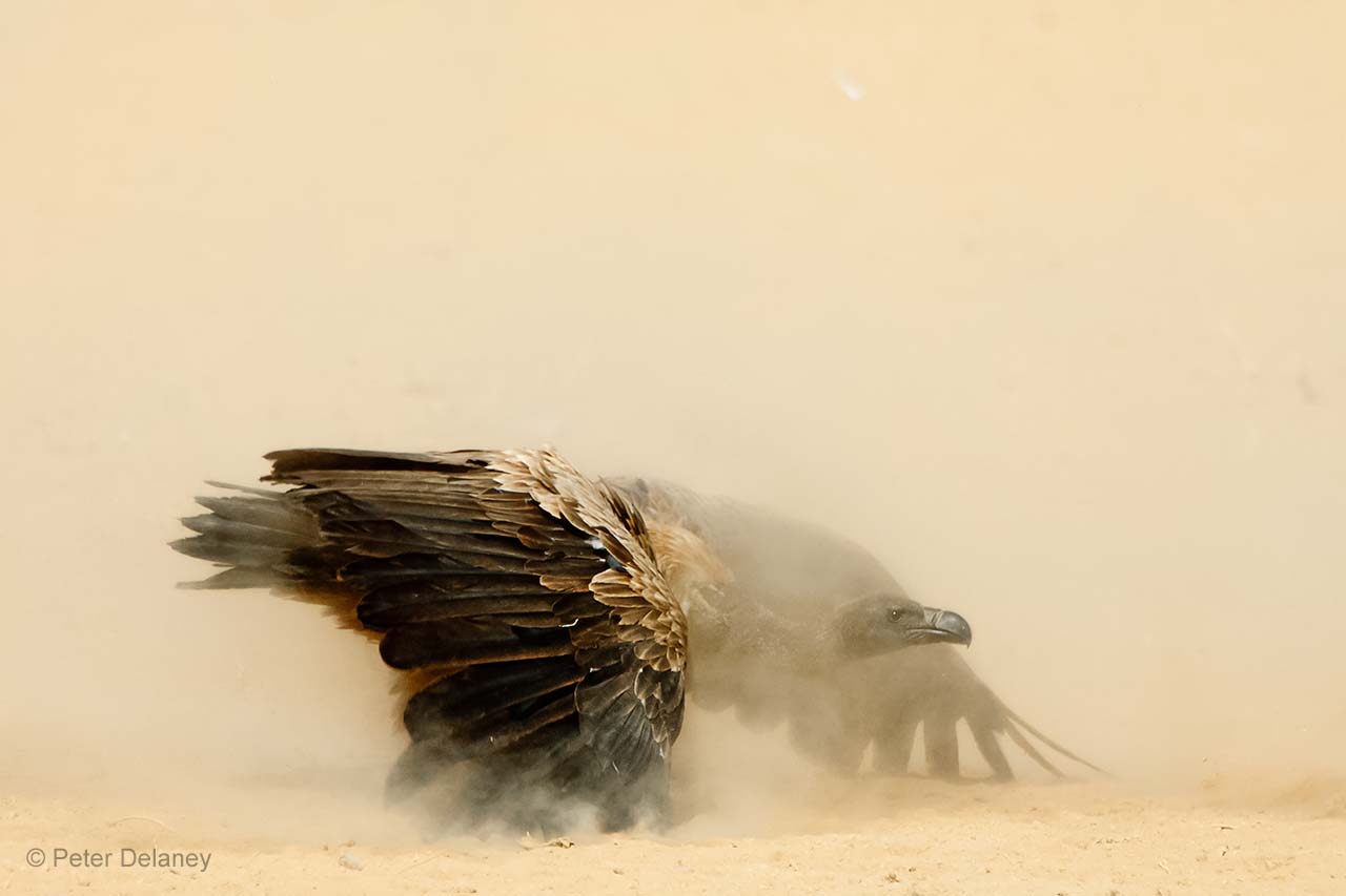 Showdown