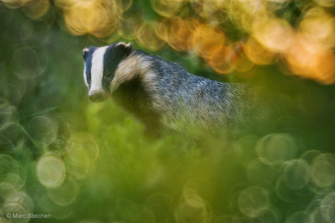 Badger dream scene