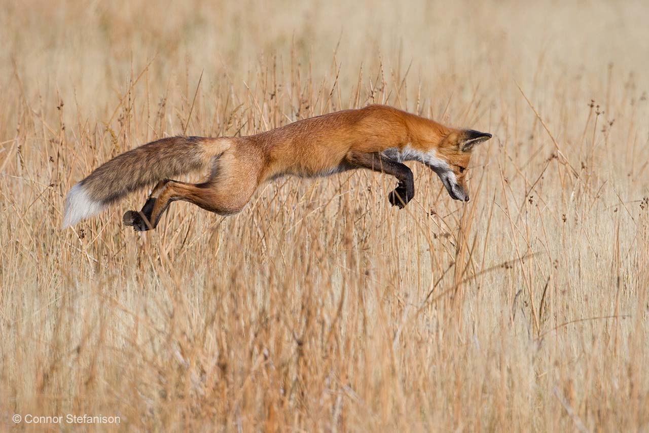 Lucky pounce