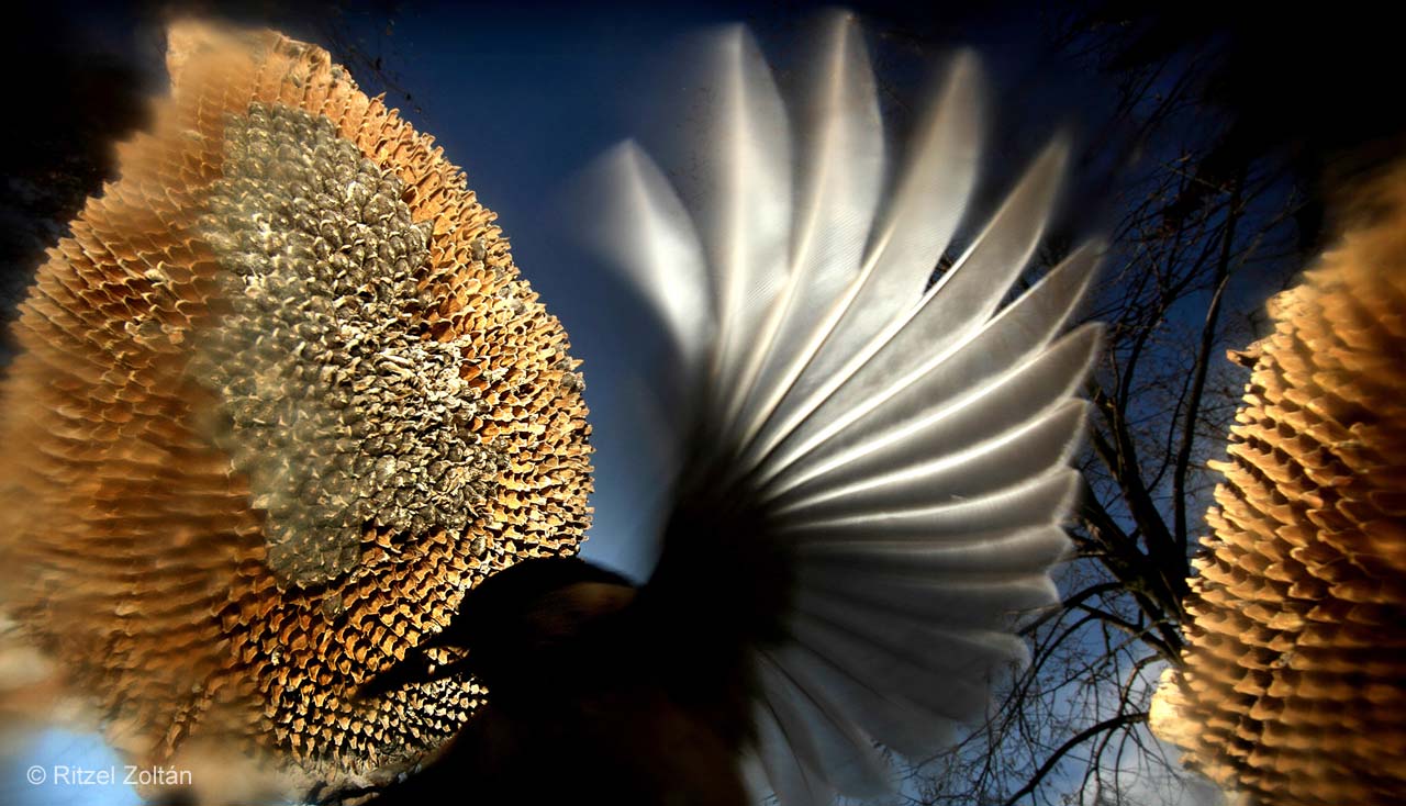 Seed selection