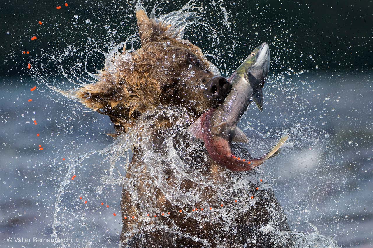 Sockeye catch