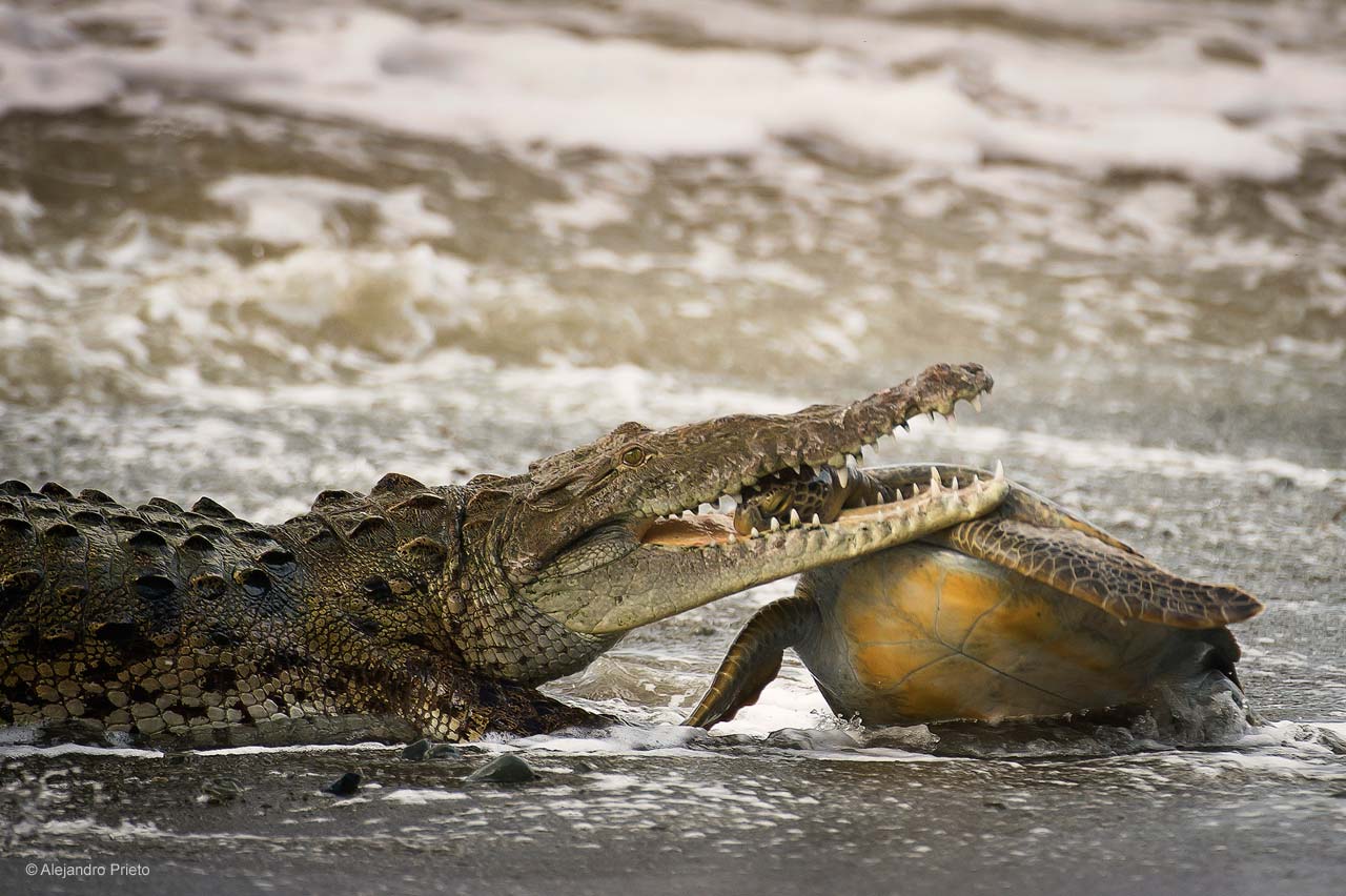 Cold-blooded killing
