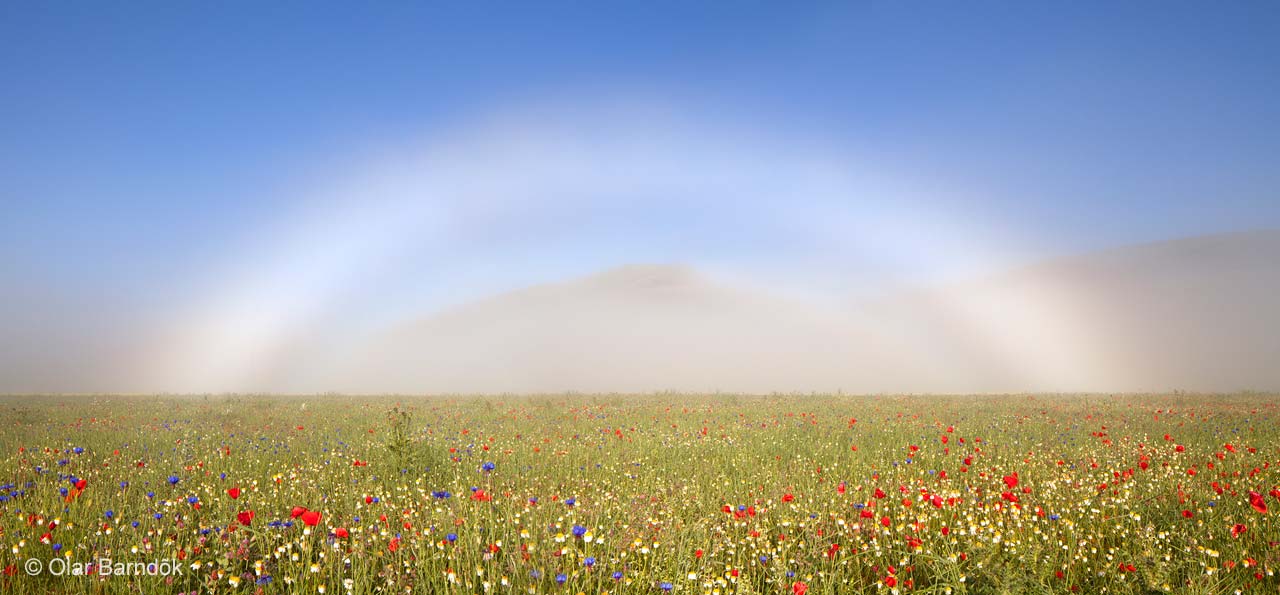 Flowerbow