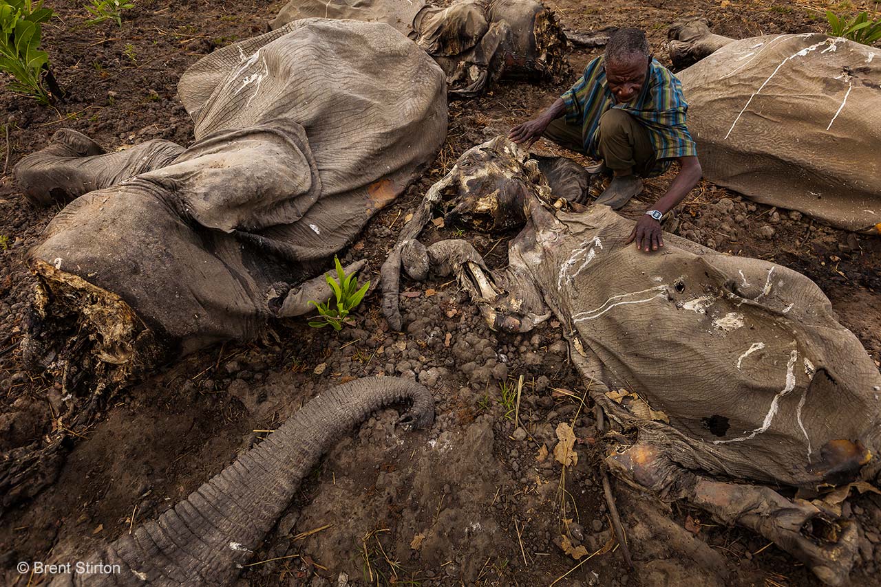 Ivory trash