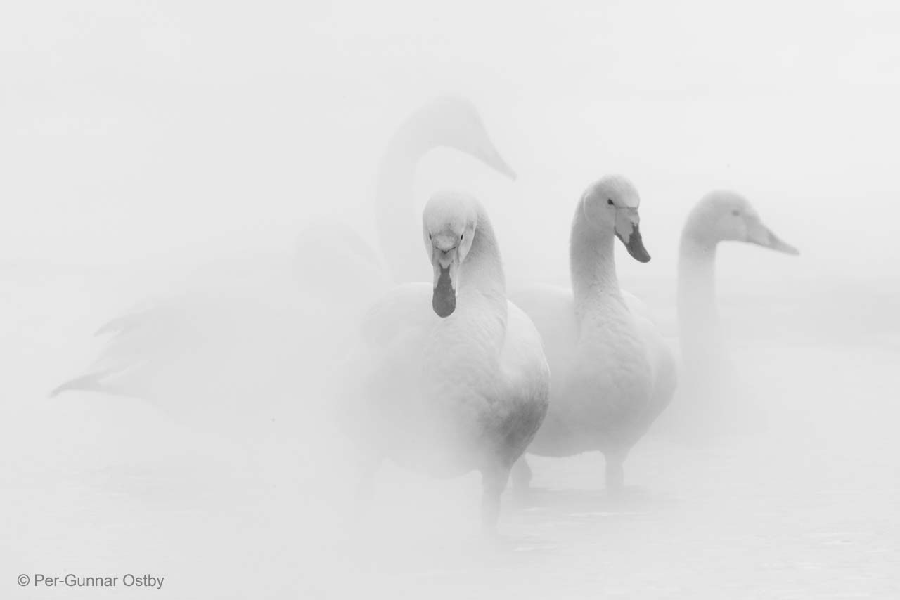 Swan lake