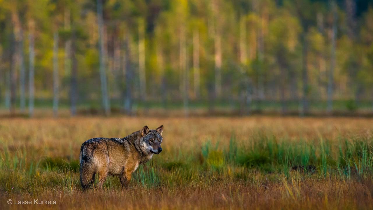 Wolf moment