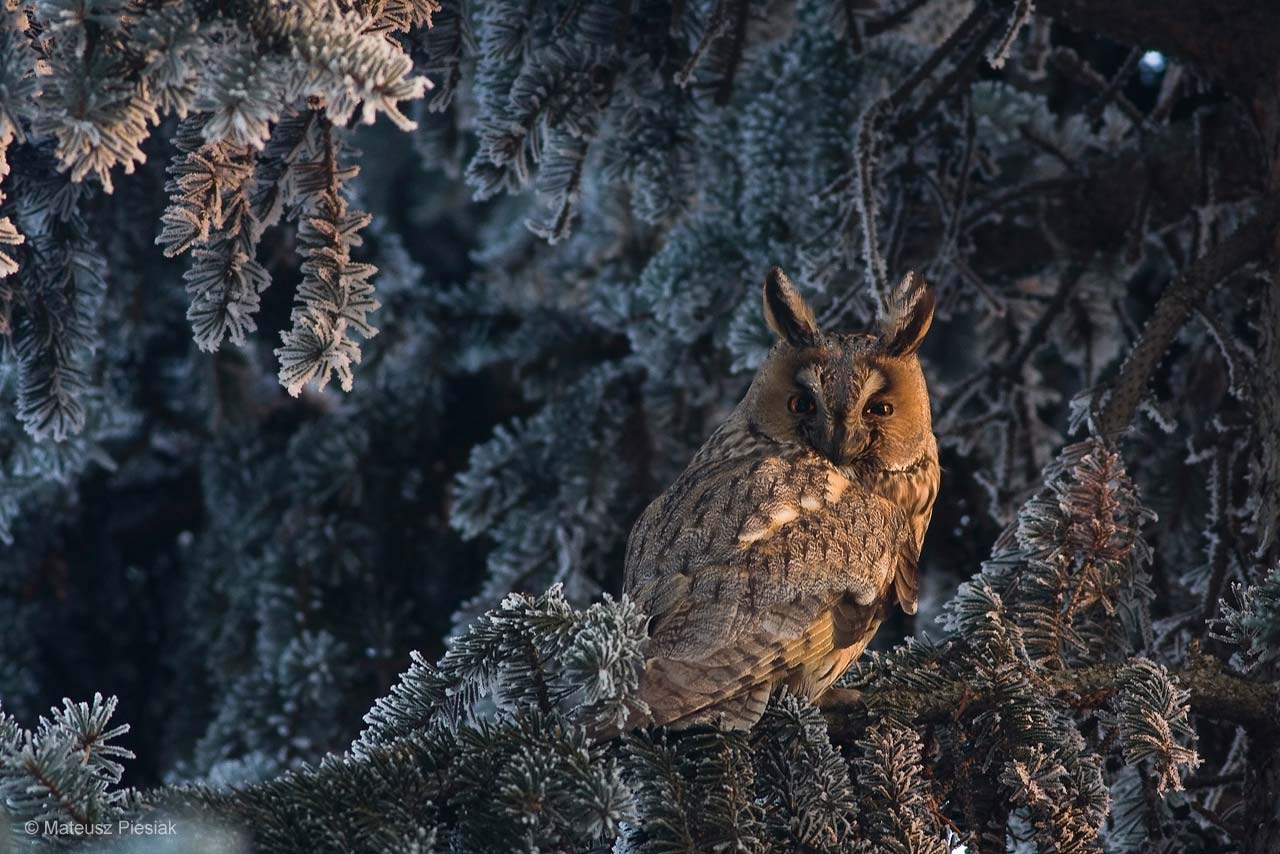 Last light