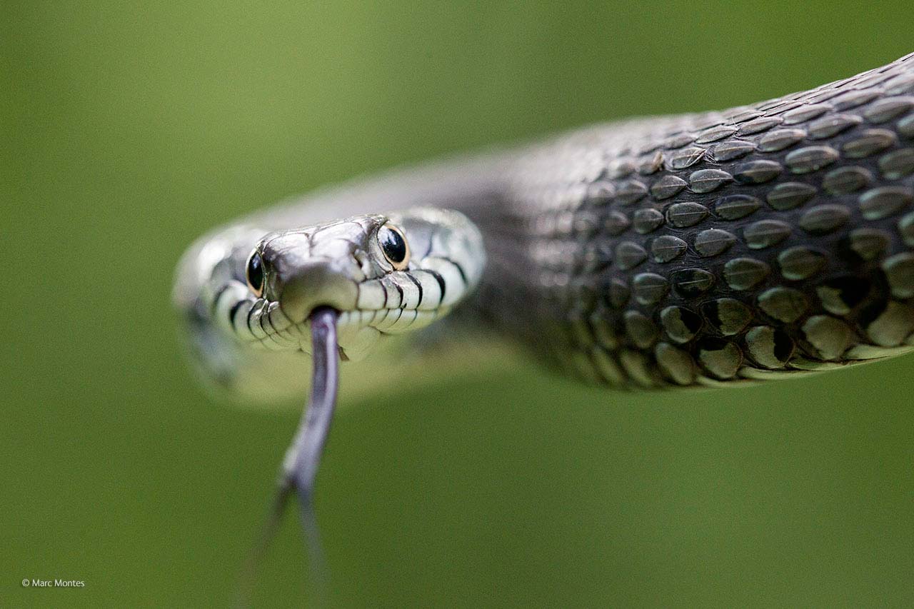 Snake-eyes, Wildlife Photographer of the Year
