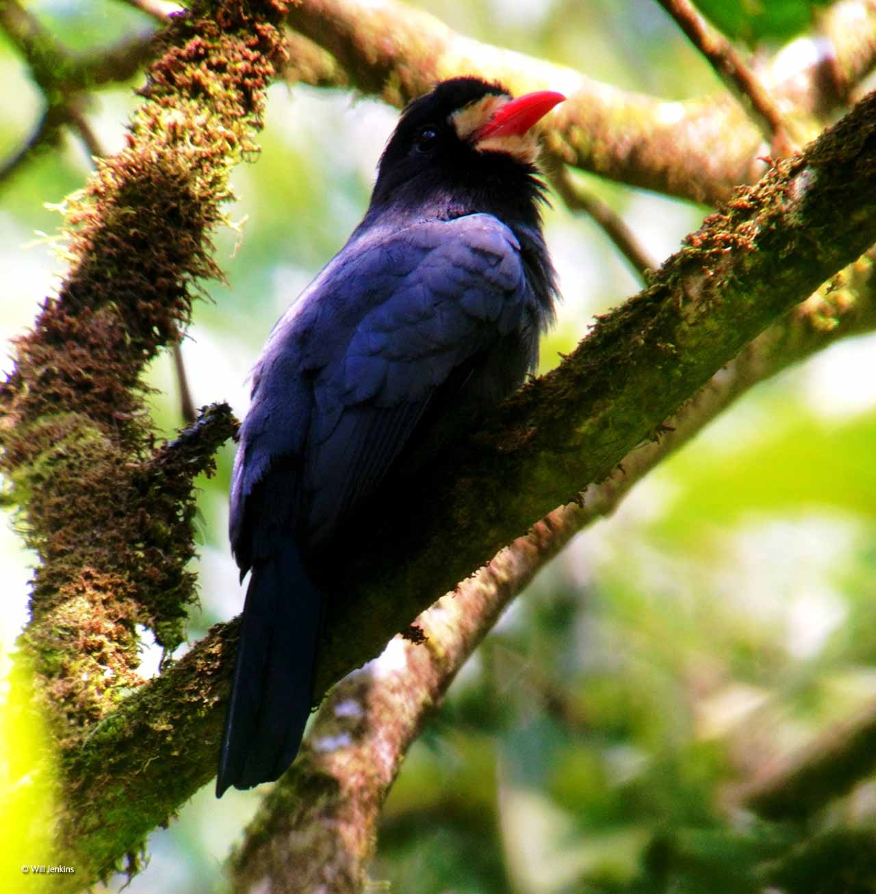 Nun bird chilling