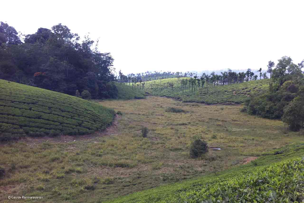 Estates and Sholas