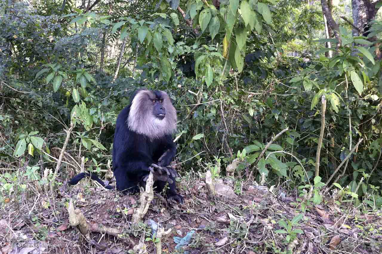 Lion-tailed King