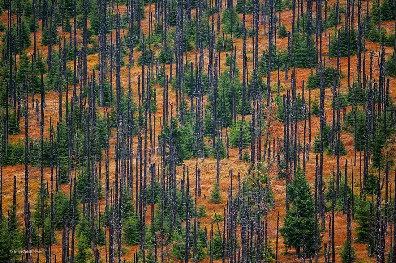 The resurrected forest