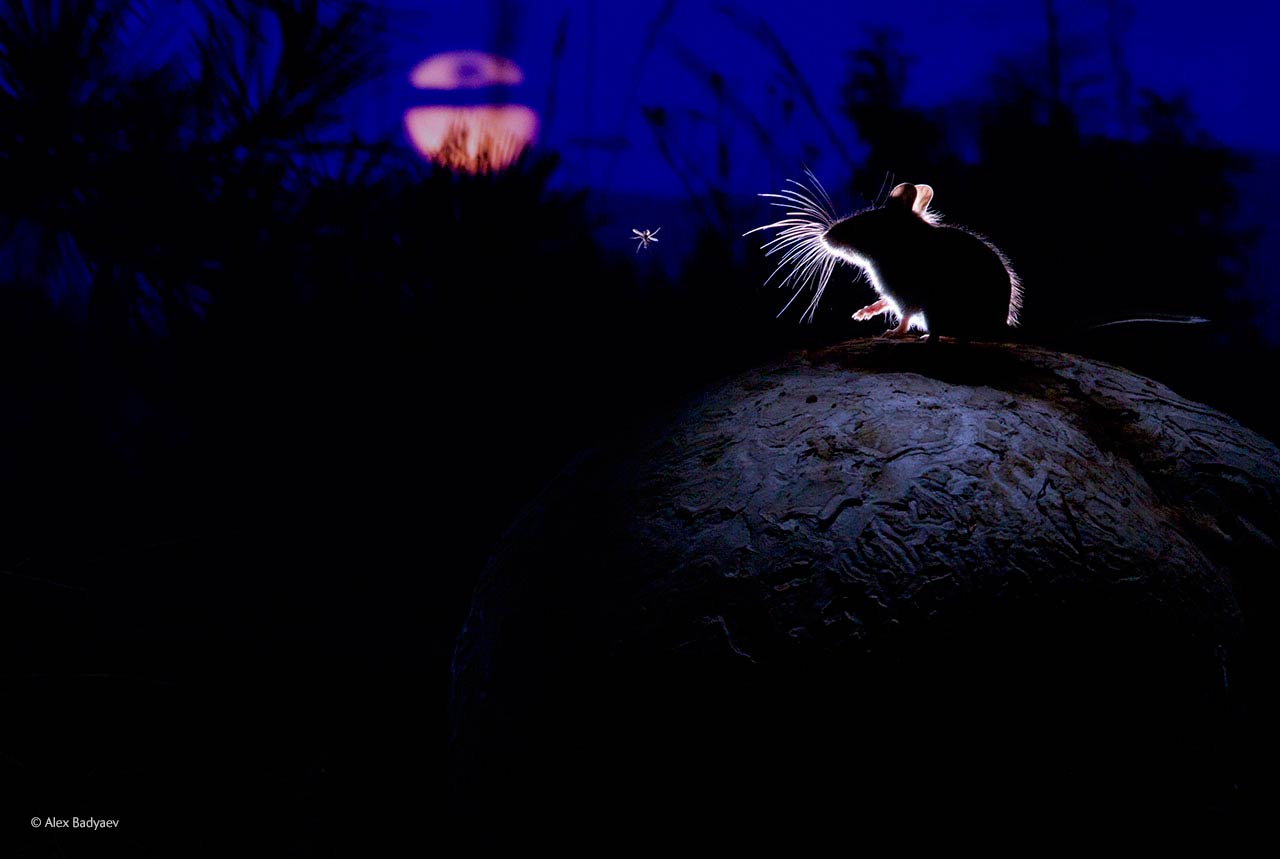 The mouse, the moon and the mosquito