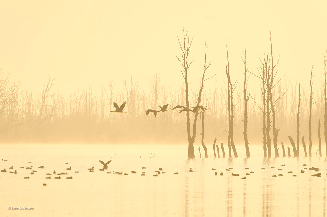 Cranes at dawn