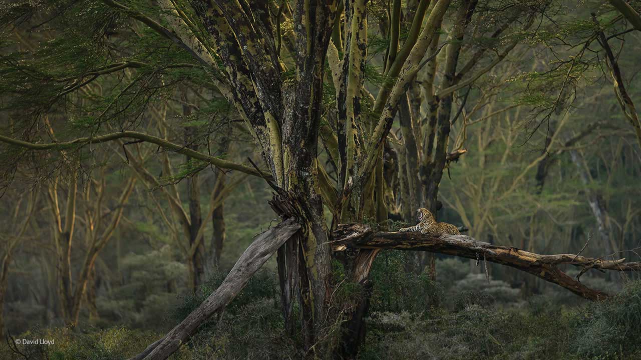 The enchanted woodland