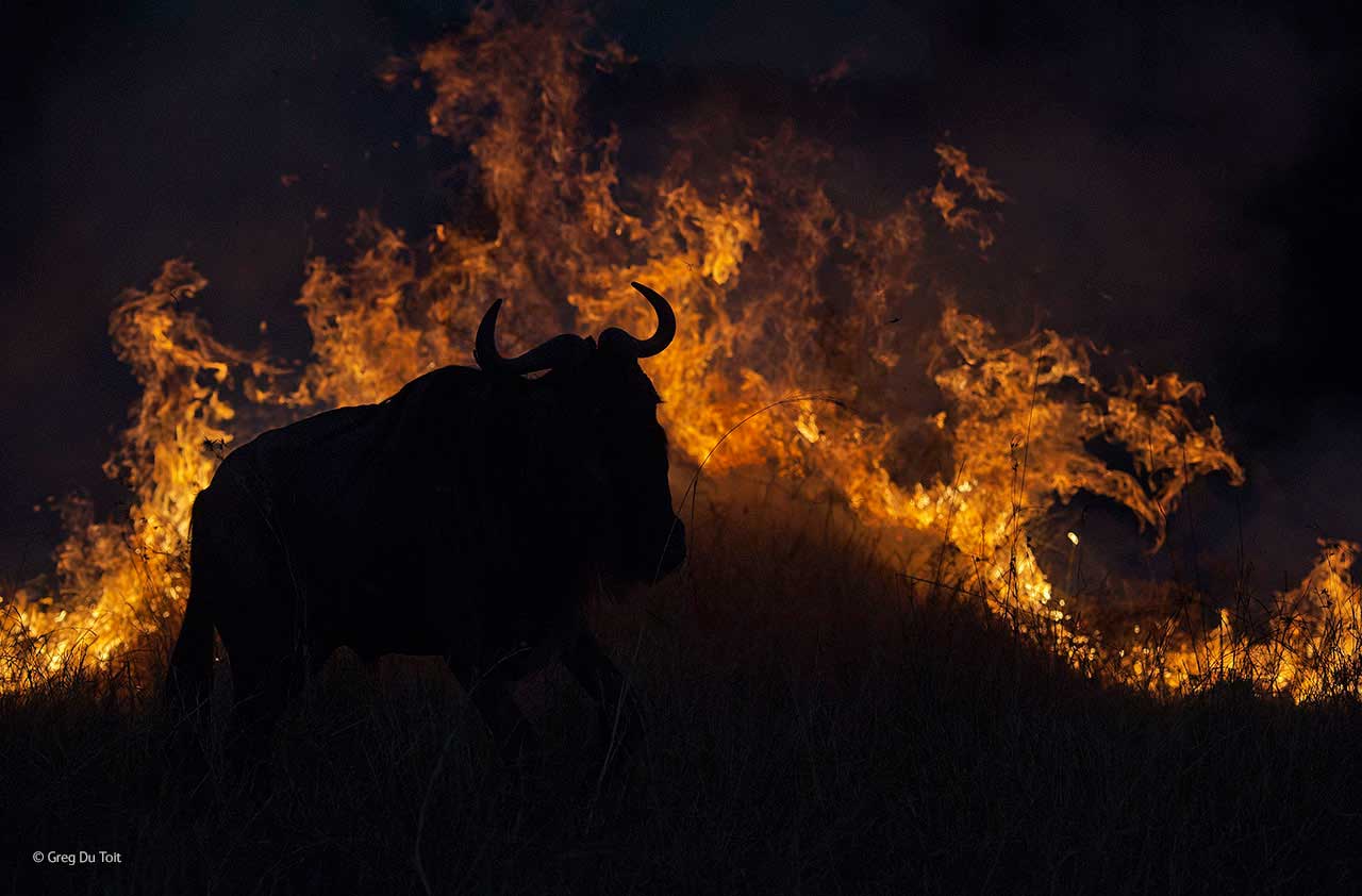 Fleeing the flames