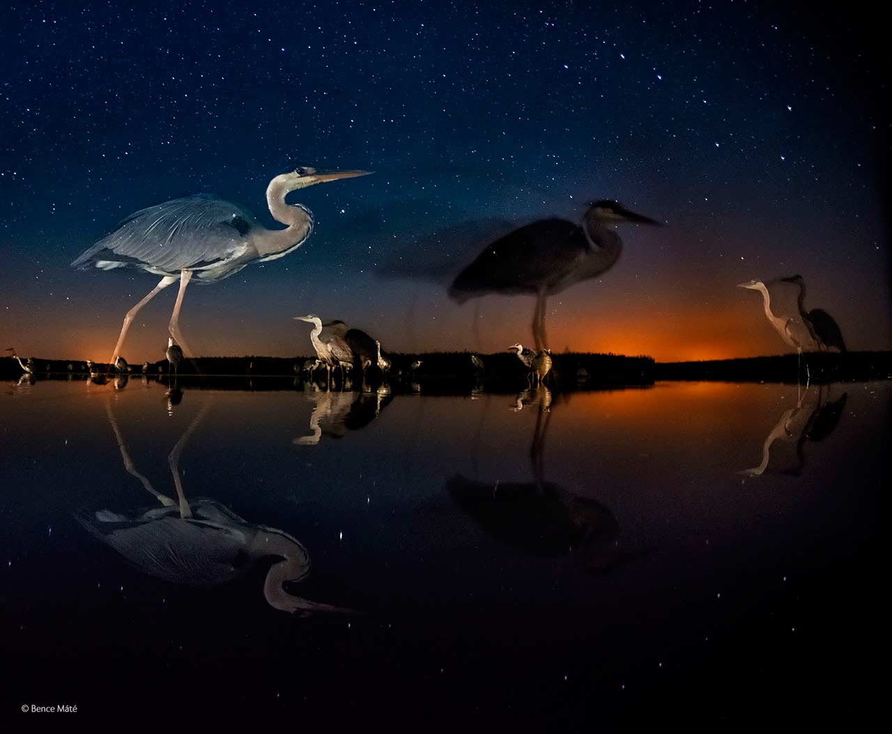 Herons in time and space