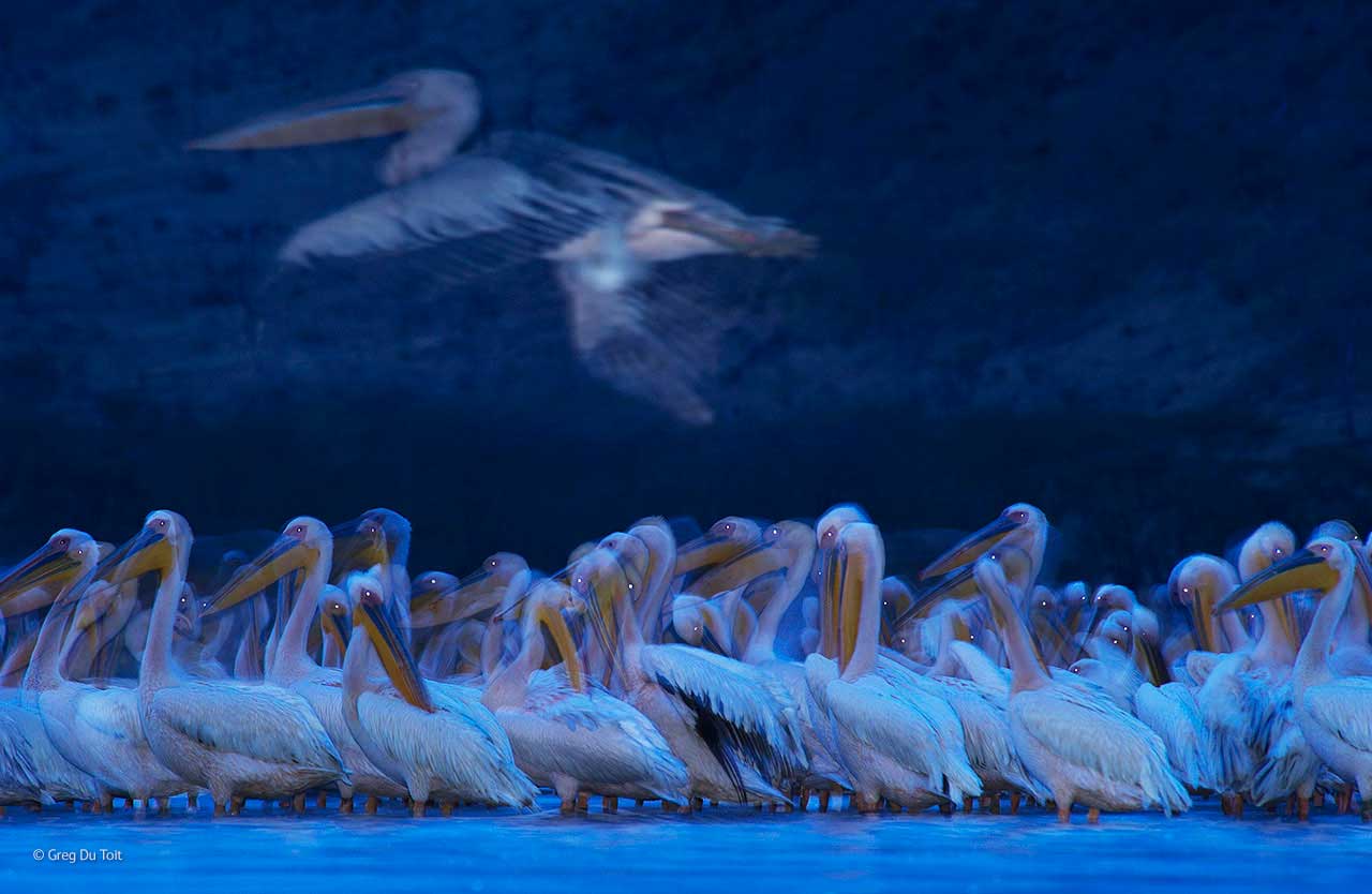 Night of the pelicans
