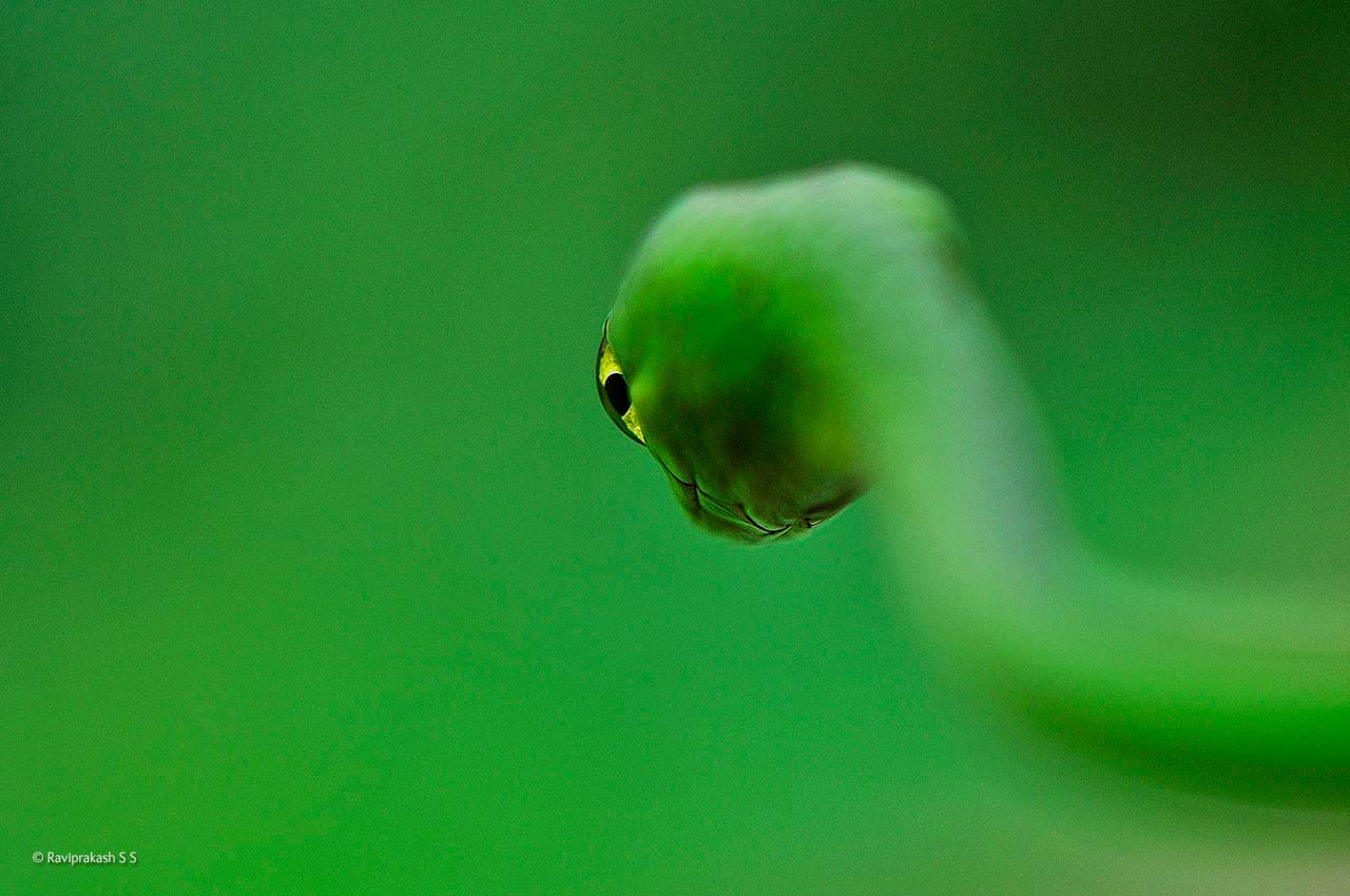 Divine snake