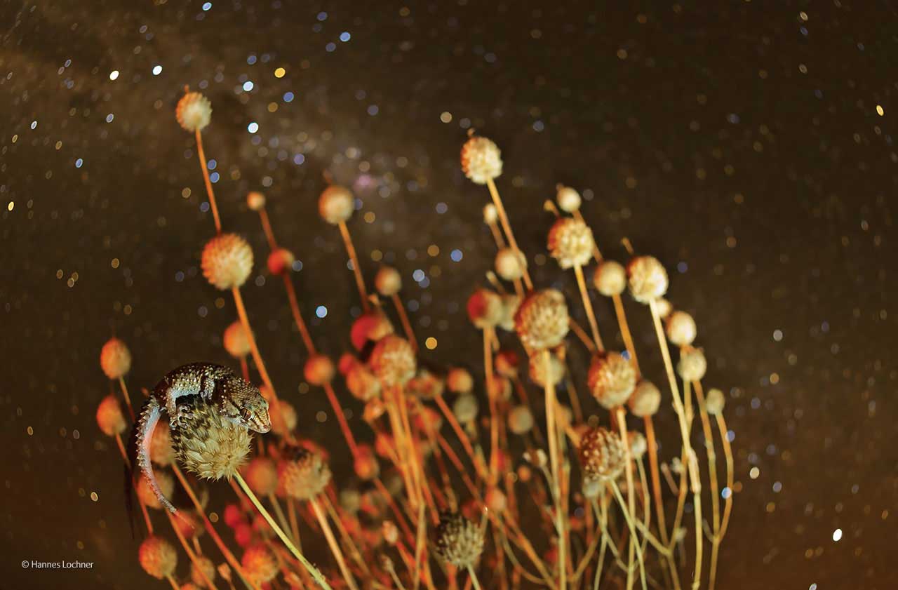 Spikes and stars