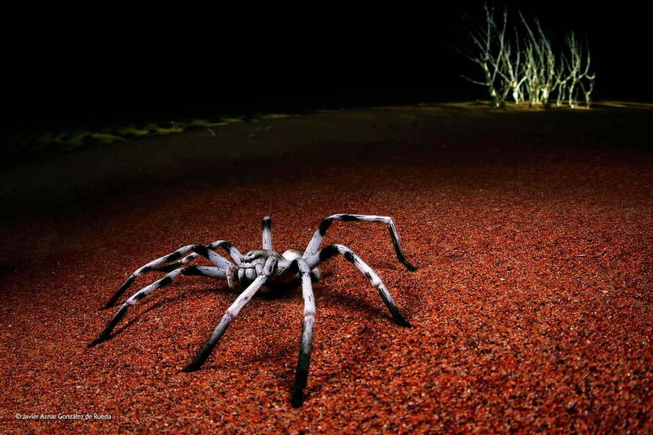 Night stalker