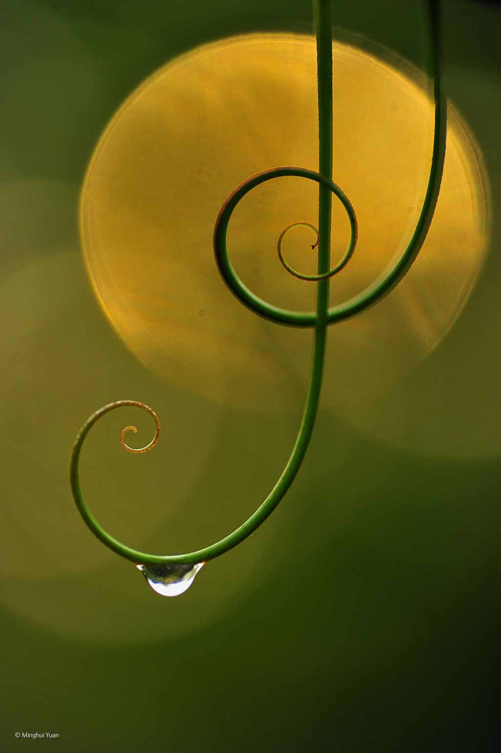 Natural harmony