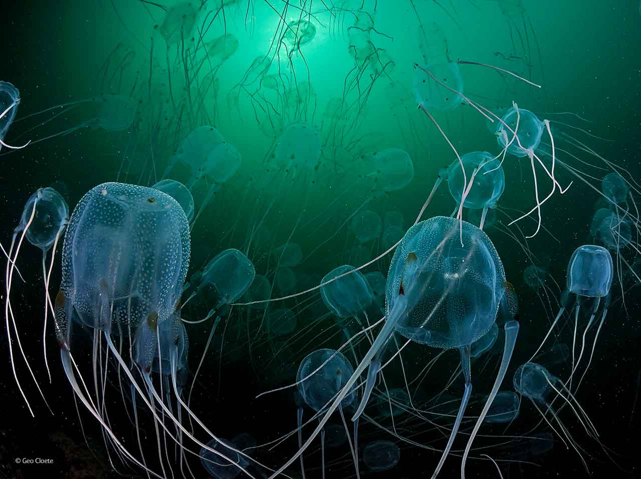 Jelly fireworks