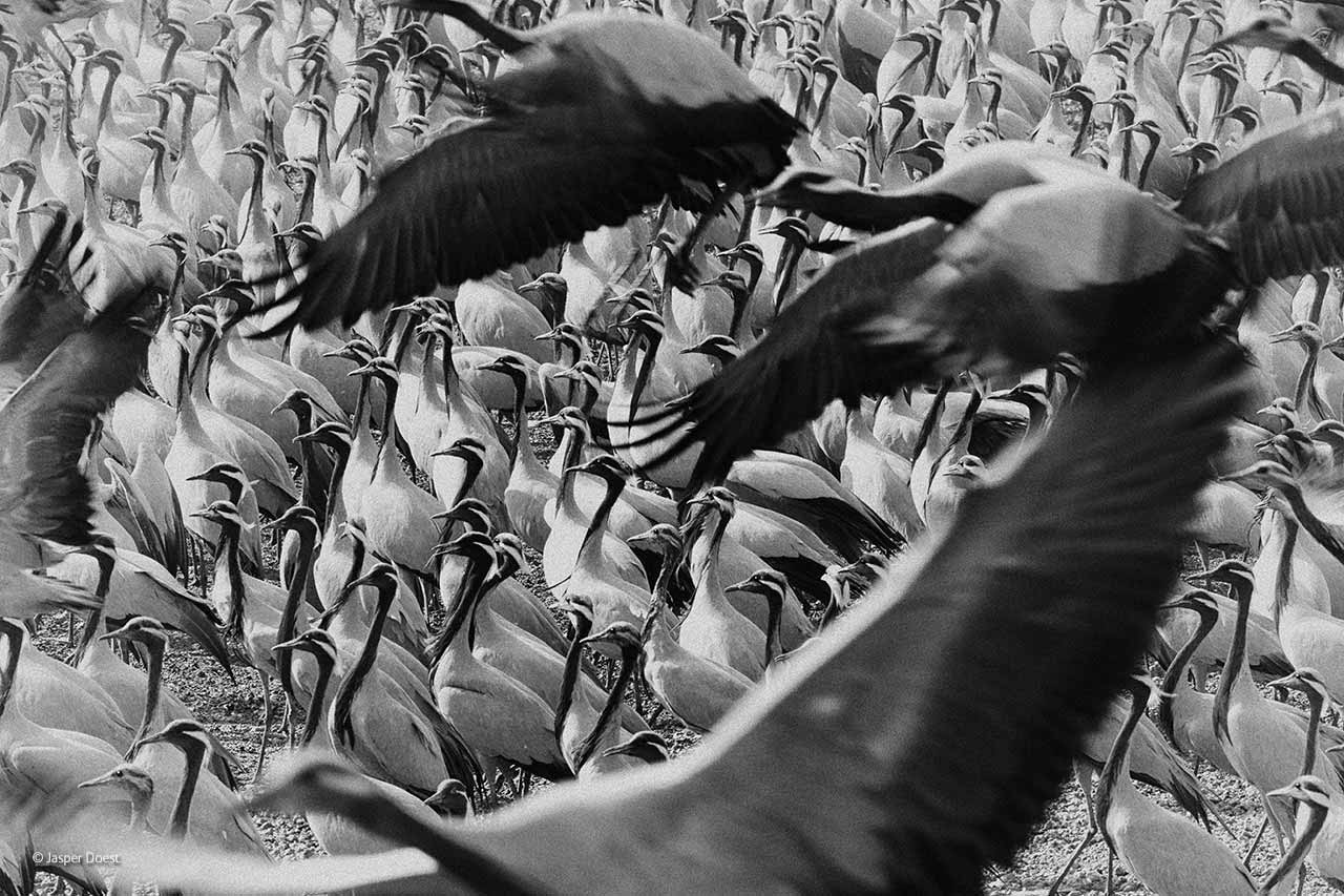 The elegant crowd