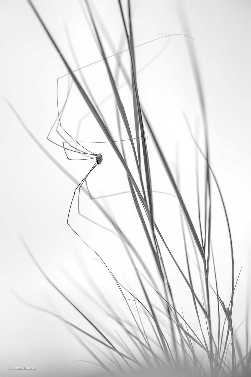 A long line in legs