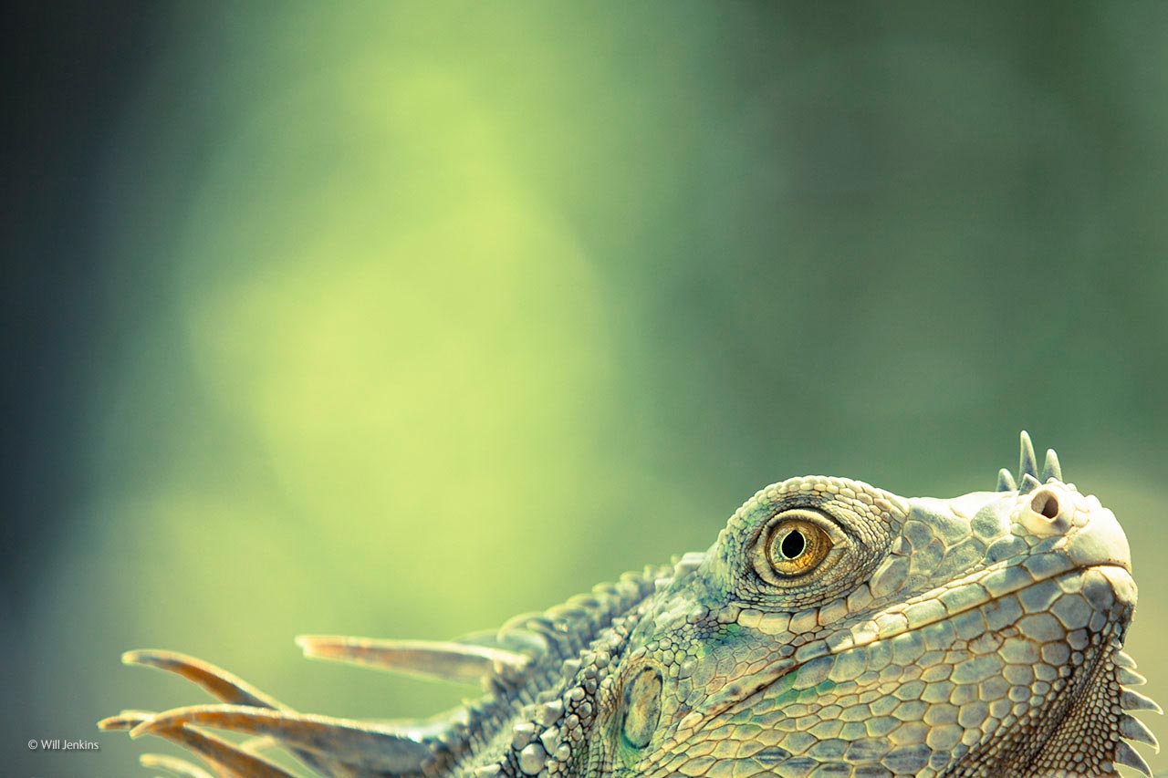 Green dragon