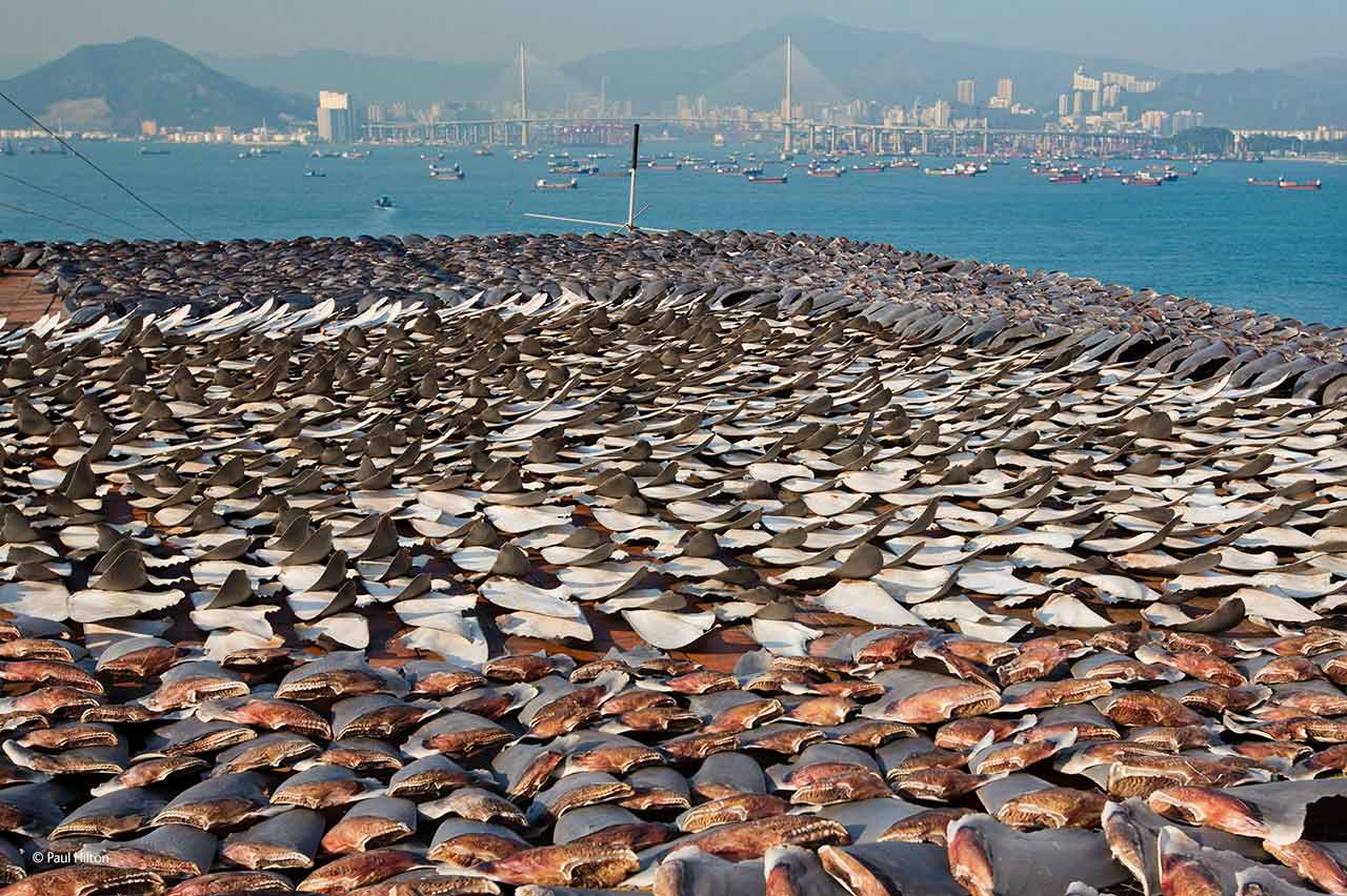 Sea of death