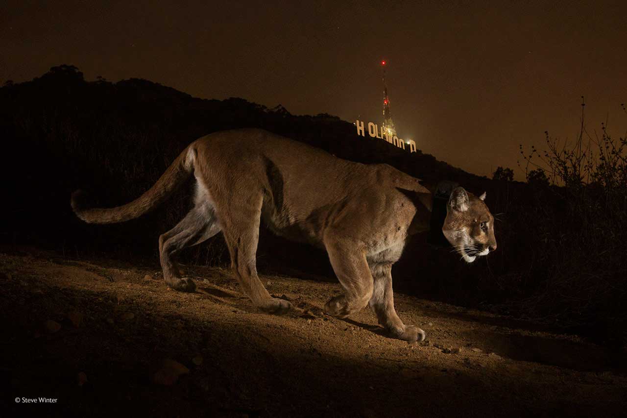 Hollywood cougar