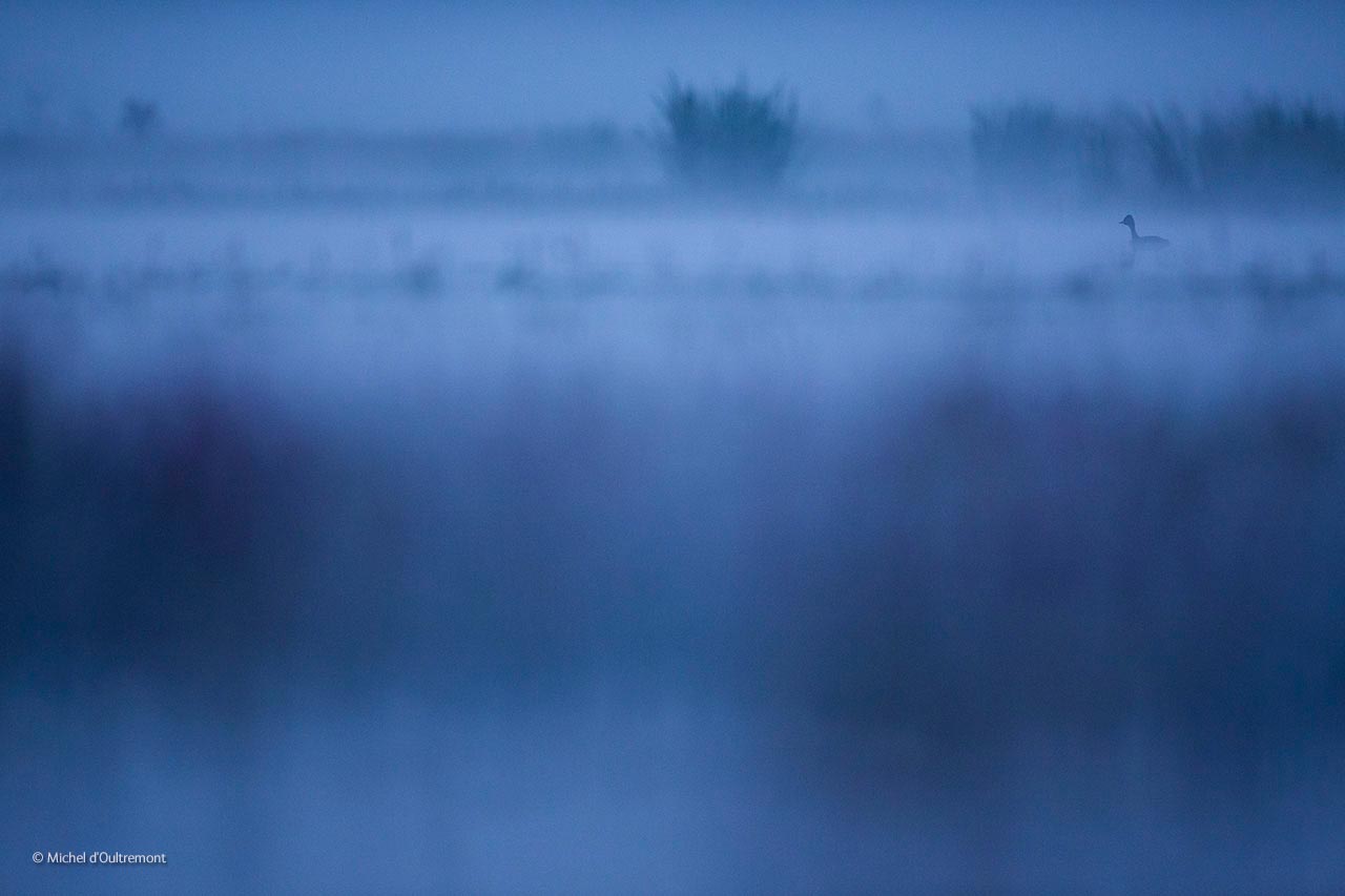 The marsh at dawn