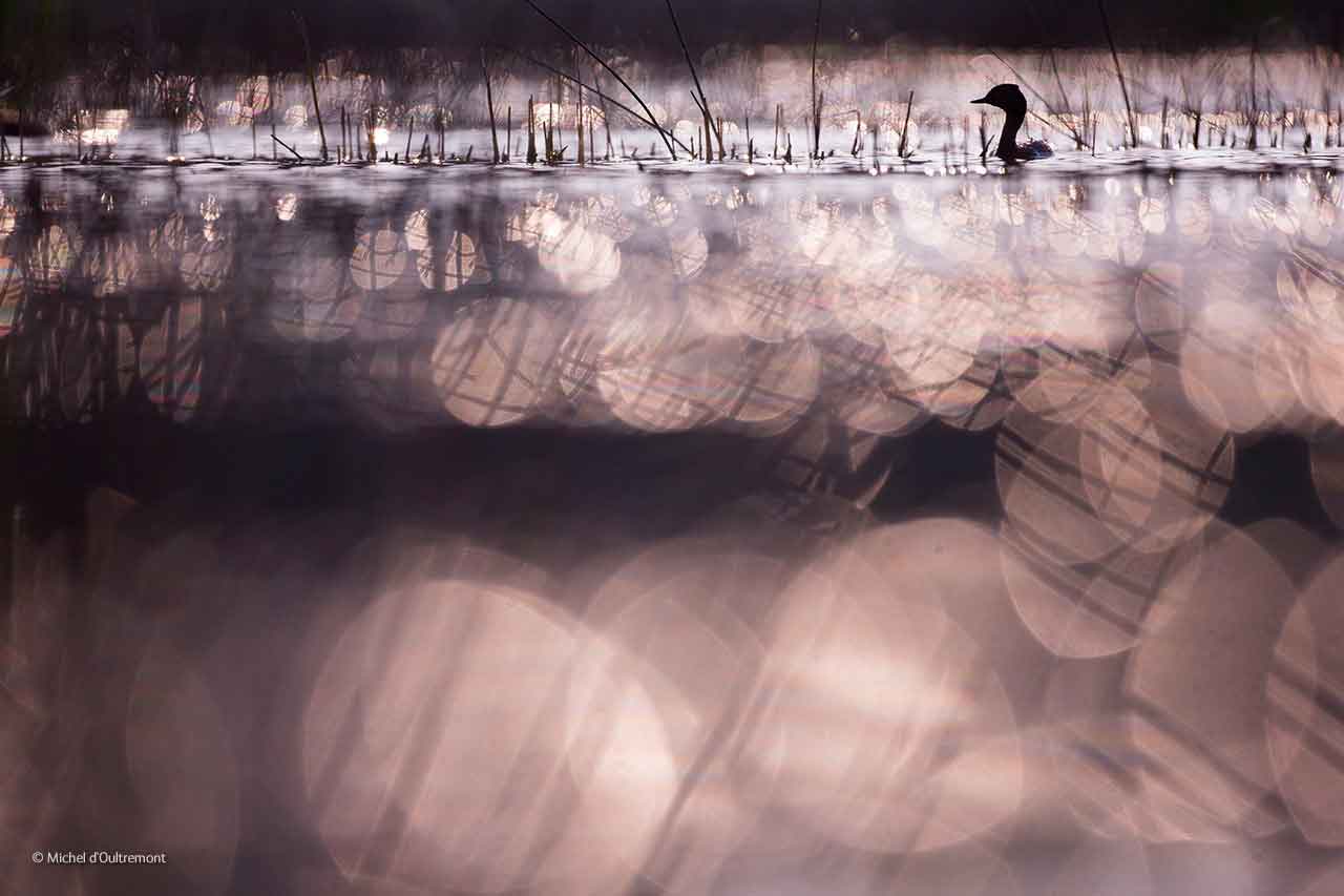 Dusk transition