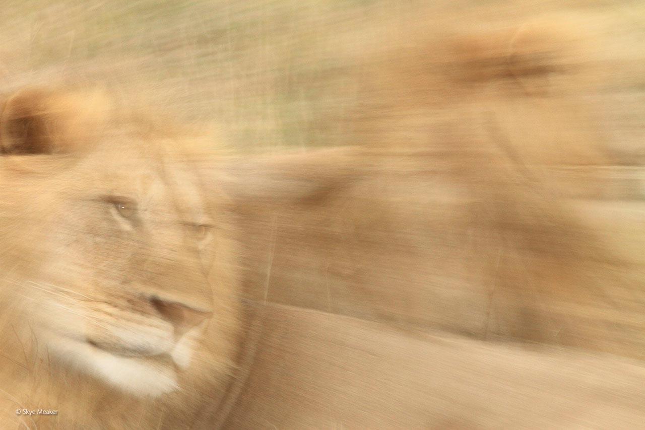 Vanishing lions