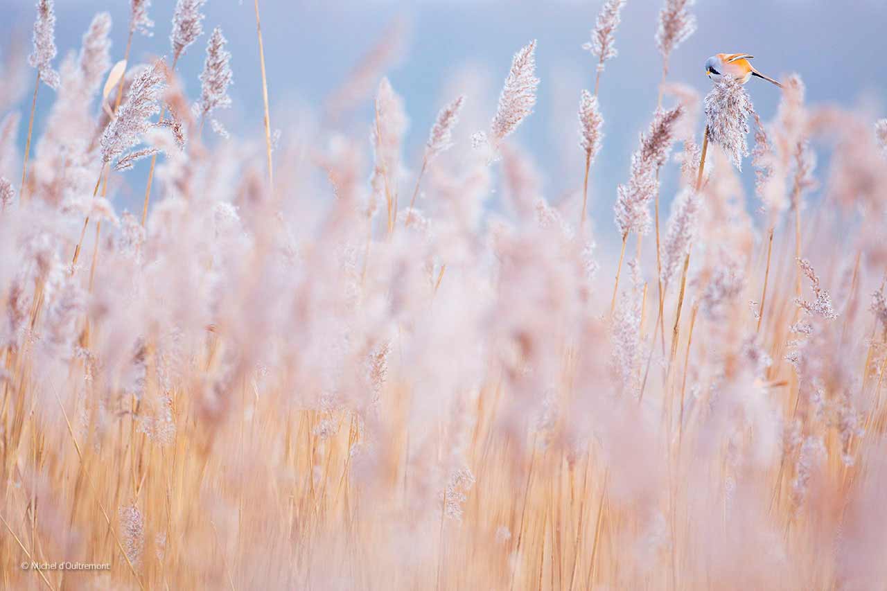 Reed pastels