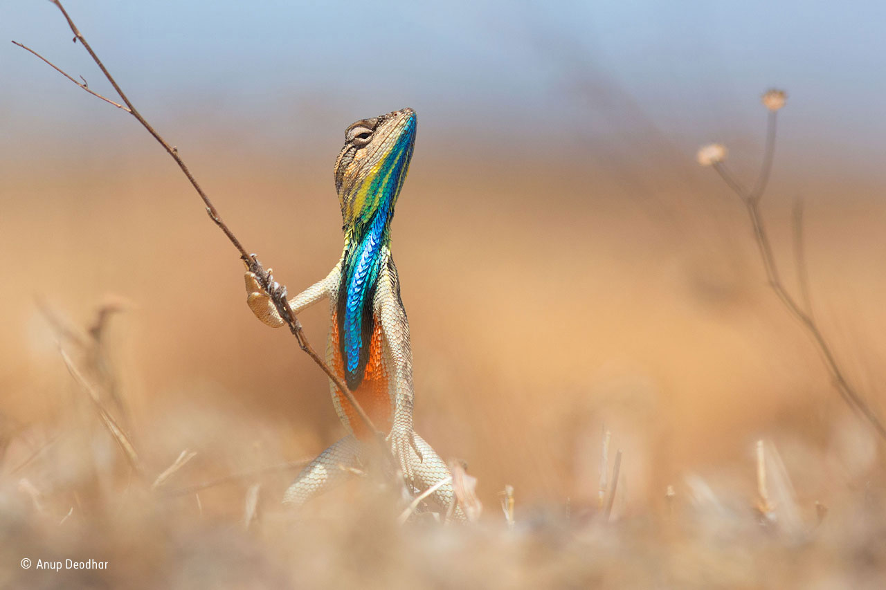 Warrior of the grassland