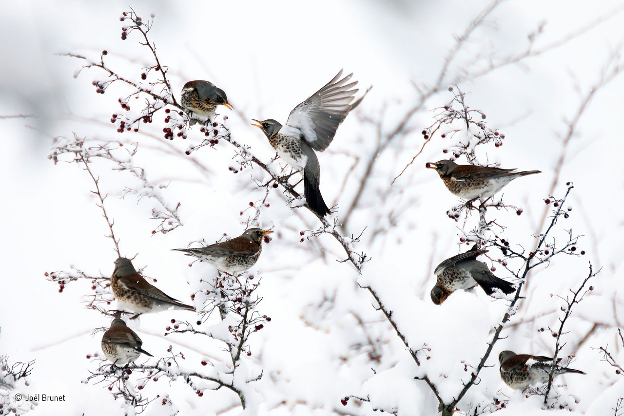 Berries for the fieldfares